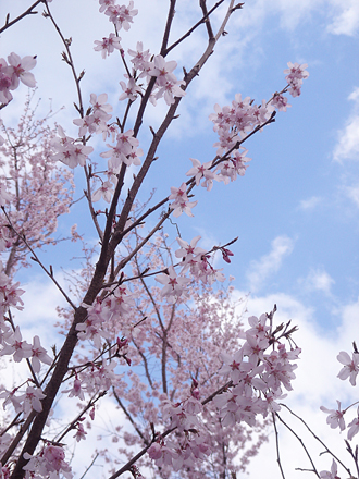 早咲き桜1.jpg