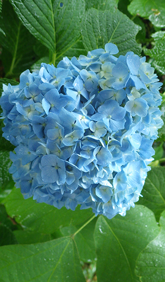 紫陽花1.jpg