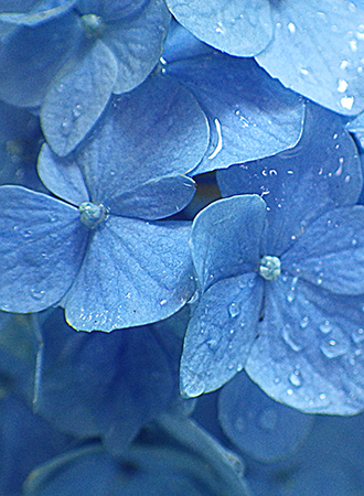 紫陽花2.jpg