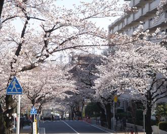 花見2.jpg