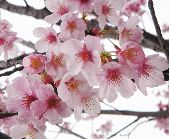 花見4.jpg