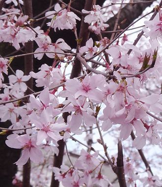 早咲き桜3.jpg