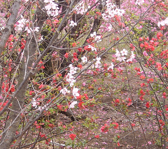早咲き桜4.jpg