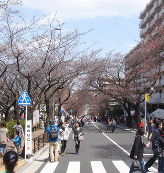 桜祭り2.jpg